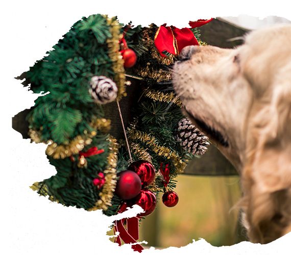 Frohe Weihnachten Frohe Weihnachten