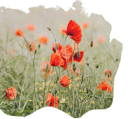 Blumenwiese Blumenwiese